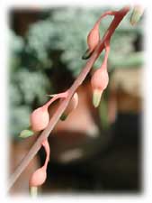 Asphodelaceae Gasteria liliputana V. Poelln. 