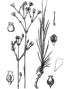 Caryophyllaceae Eremogone saxatilis (L.) Ikonn. 