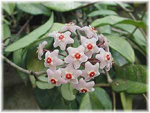 Asclepiadaceae Hoya carnosa (L. fil.) R. Br. 