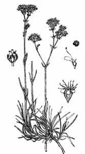 Caryophyllaceae Gypsophila fastigiata L. 