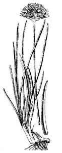 Alliaceae Allium angulosum L. 