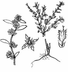 Caryophyllaceae Herniaria polygama J. Gay 