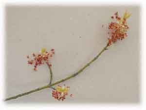 Aceraceae Acer negundo L. f. auratum