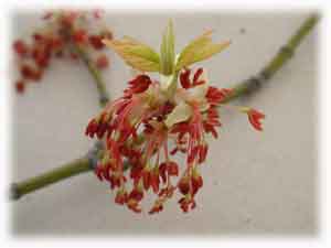 Aceraceae Acer negundo L. f. auratum