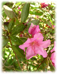 Ericaceae Rhododendron obtusum (Lindl.) Planch. 