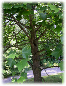 Лириодендрон тюльпанный, или Тюльпанное дерево  