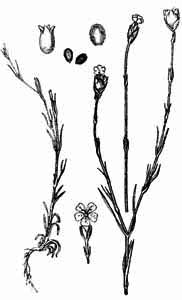 Caryophyllaceae Kohlrauschia prolifera (L.) Kunth 