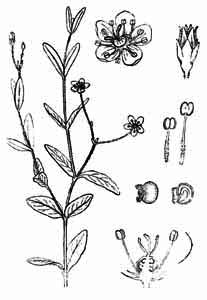 Caryophyllaceae Moehringia lateriflora (L.) Fenzl 
