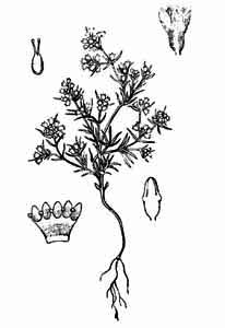 Caryophyllaceae Scleranthus perennis L. 