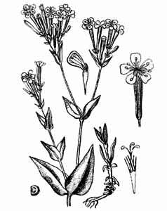 Caryophyllaceae Silene armeria L. 