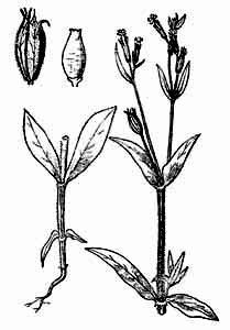 Caryophyllaceae Silene noctiflora L. 