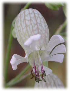 Caryophyllaceae Silene vulgaris (Moench) Garcke 