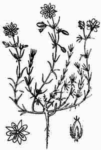 Caryophyllaceae Spergularia rubra (L.) J. et C. Presl 