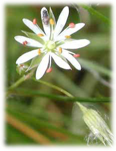 Caryophyllaceae Stellaria graminea L. 