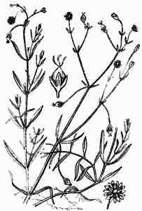 Caryophyllaceae Stellaria longifolia Muehl. ex Willd. 