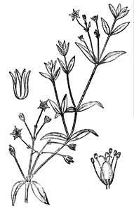 Caryophyllaceae Stellaria uliginosa Murr. 