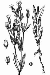 Caryophyllaceae Vaccaria hispanica (Mill.) Rauschert 