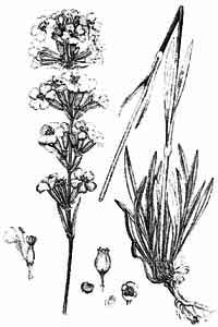 Caryophyllaceae Viscaria vulgaris Bernh. 
