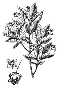 Euonymus verrucosa Scop. 