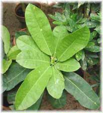 Молочайные Кодиеум, или Кротон пестрый  форма platyphyllum Pax сорт Souvenir Ernest Delarue