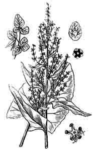 Chenopodiaceae Atriplex hortensis L. 
