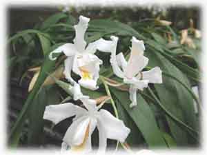 Орхидные Целогина гребенчатая  