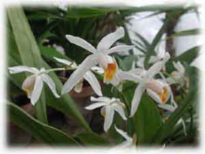 Орхидные Целогина повислая  