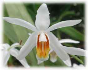 Orchidaceae Coelogyne flaccida Lindl. 