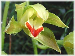 Орхидные Цимбидиум Лоу  
