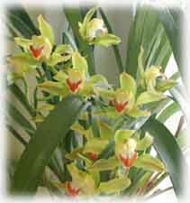 Орхидные Цимбидиум Лоу  