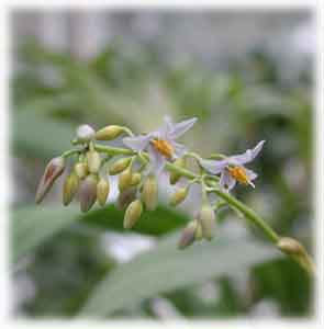 Phormiaceae Dianella coerulea Sims 