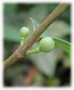 Moraceae Ficus sagittata Vahl 
