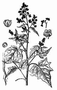 Chenopodium hybridum L. 