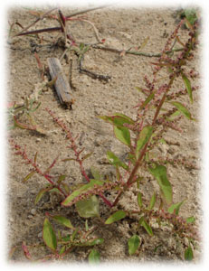 Chenopodiaceae Chenopodium polyspermum L. 