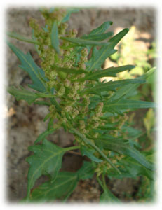 Chenopodium rubrum L. 