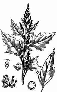 Chenopodiaceae Chenopodium rubrum L. 