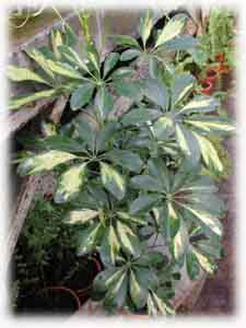 Schefflera arboricola (Hayata) Merr. cv. Green Gold