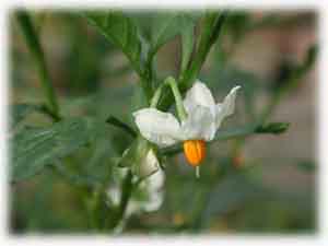 Solanaceae Solanum pseudocapsicum L. 