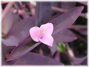 Commelinaceae Setcreasea purpurea Boom 