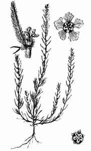 Kochia laniflora (S.G. Gmel.) Borbas 