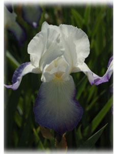 Iridaceae Iris x hybrida hort. cv. Emma Cook