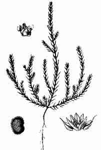 Chenopodiaceae Polycnemum arvense L. 