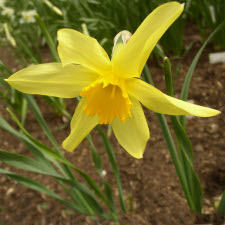 Amaryllidaceae Narcissus x hybridus hort. cv. Sir Wotkin