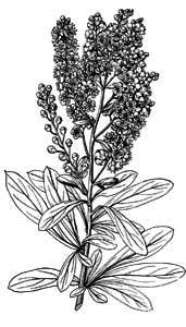 Rosaceae Sibiraea laevigata (L.) Maxim. 