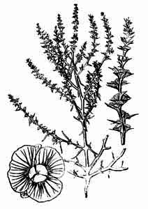 Chenopodiaceae Salsola ruthenica Iljin 