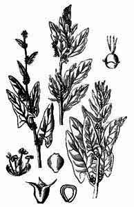 Chenopodiaceae Spinacia oleracea L. 