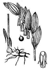 Convallariaceae Polygonatum odoratum (Mill.) Druce 