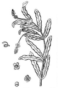 Potamogetonaceae Potamogeton crispus L. 