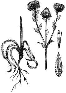 Asteraceae Carlina vulgaris L. 