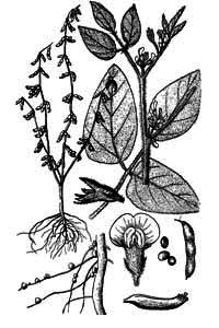Fabaceae Glycine max (L.) Merr. 